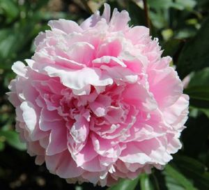 PIVOINE REINE HORTENSE 60 Fleur de Fance